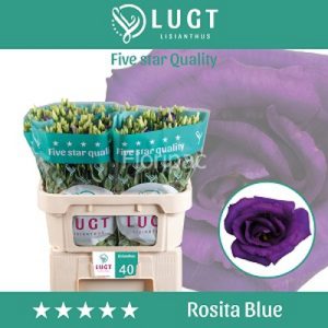 Rosita Blue