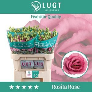 Rosita Rose