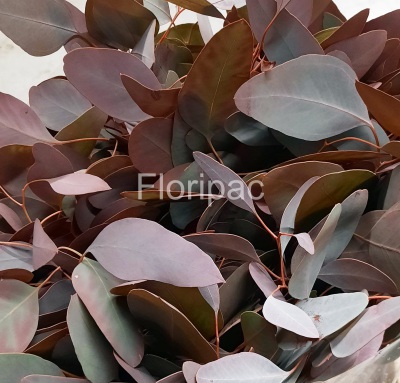 Euc. Populus Blatt rot gef.