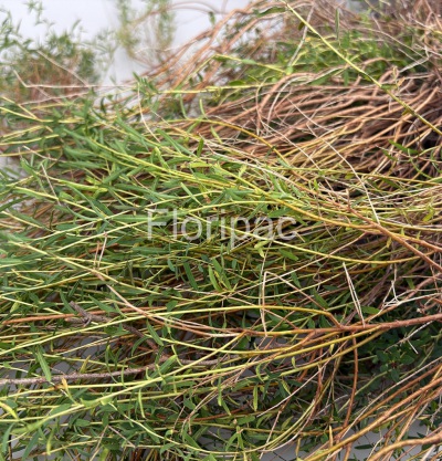 Euphorpia Spinosa
