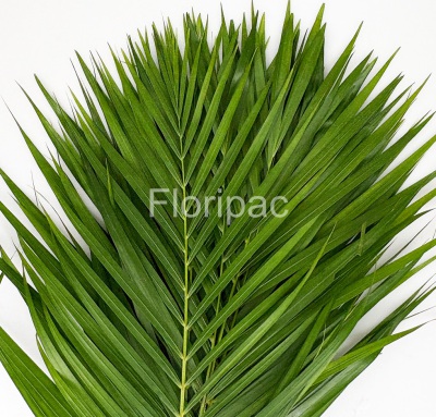 Palmblatt
