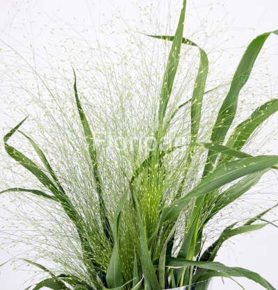 Panicum Fountain